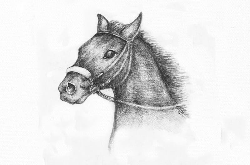 Pencil Drawing of a horse stock illustration