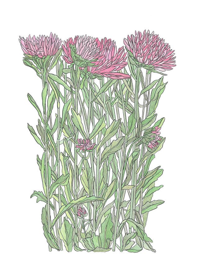 Pencil Drawing illustration of pink aster flower with leaves. Pencil hand Drawing illustration of pink aster flower with leaves vector illustration