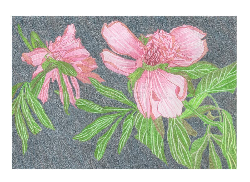 Pencil Drawing illustration of pink peony flower with leaves on grey background. Pencil hand Drawing illustration of pink peony flower with leaves royalty free illustration