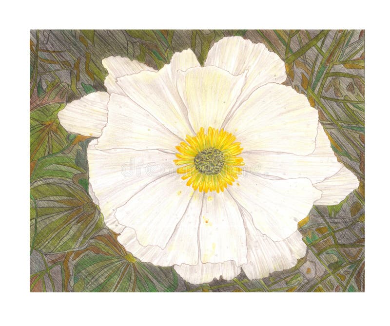 Pencil Drawing illustration of white exotic flower. Pencil Drawing pencil illustration of white exotic flower fro New Zeland mountains stock illustration