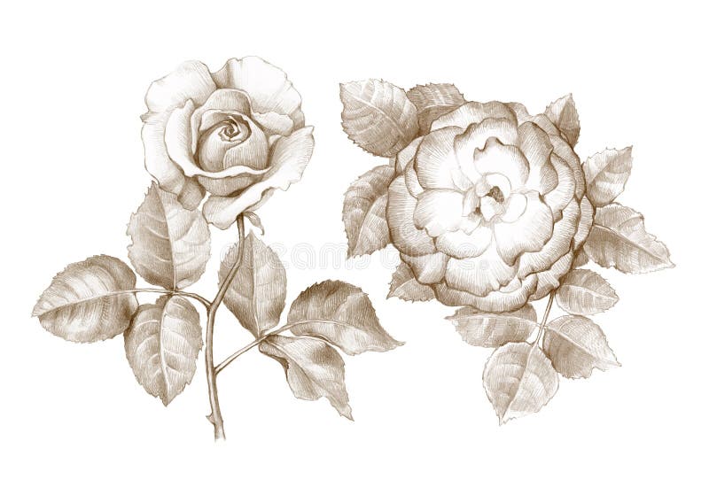 Pencil drawing of roses vector illustration