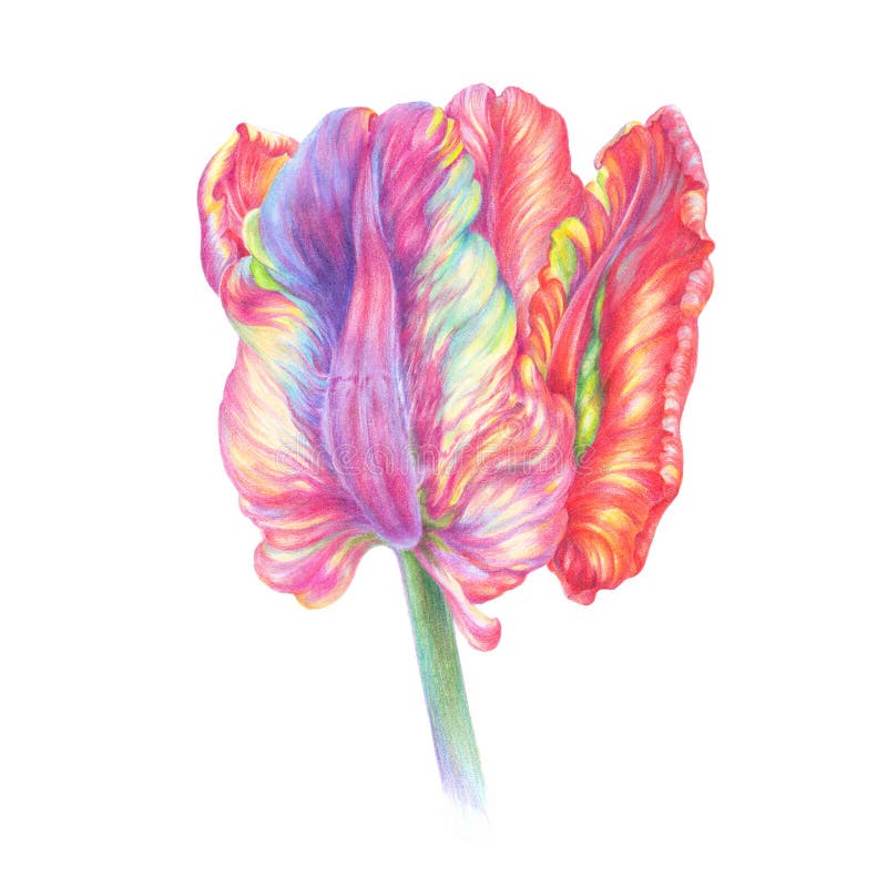 Pencil drawing tulip flower. Beautiful tulip bud stock illustration