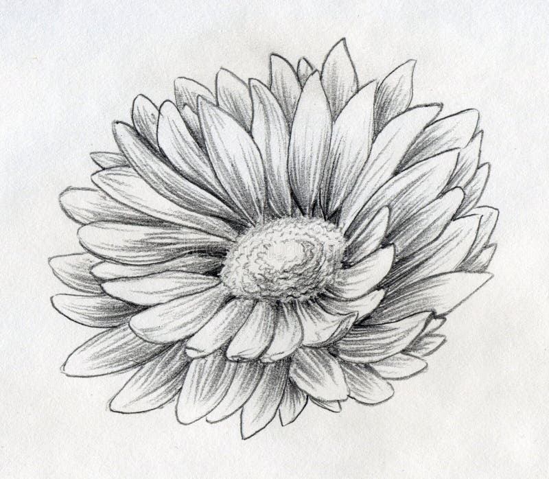 Daisy flower pencil sketch. Pencil drawn sketch of a single daisy flower with many petals vector illustration
