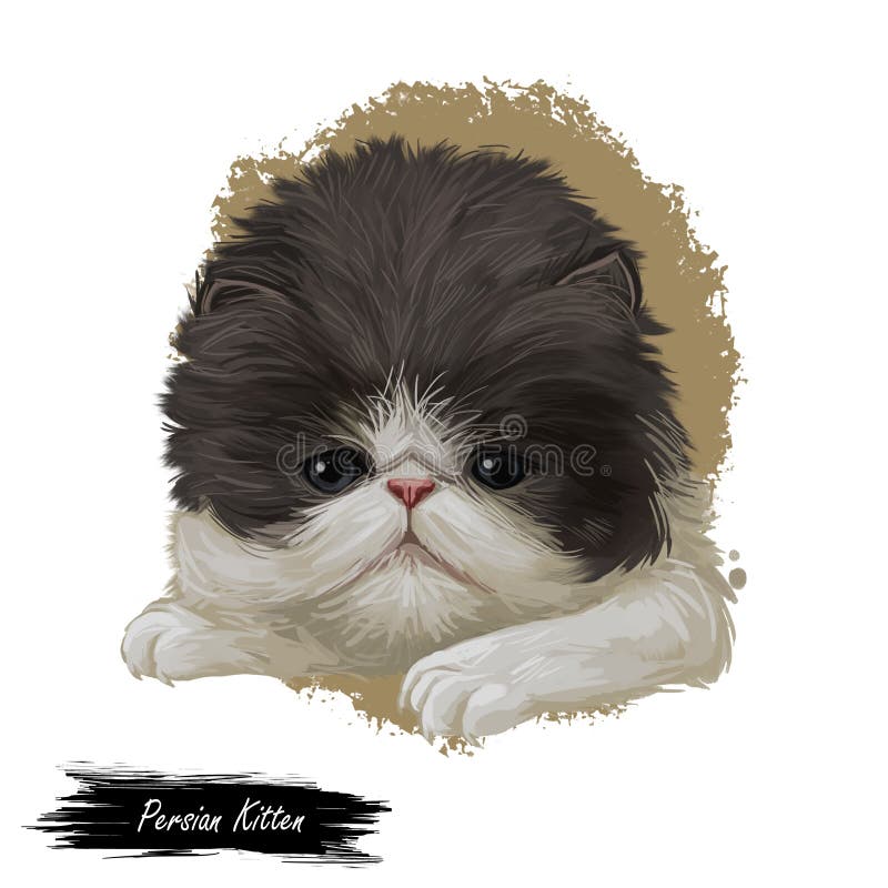 Persian kitten with fluffy fur, digital art illustration. Persian longhair watercolor portrait in closeup. Feline breed. Of Shirazi or Iranian cat originated vector illustration