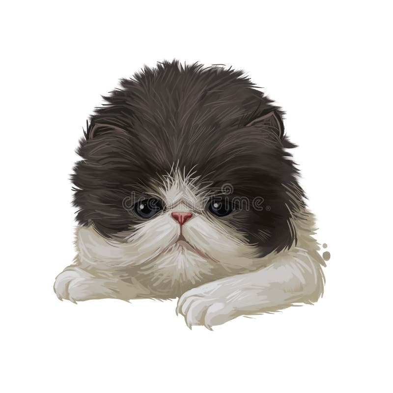 Persian kitten with fluffy fur, digital art illustration. Persian longhair watercolor portrait in closeup. Feline breed of Shirazi. Or Iranian cat originated stock illustration