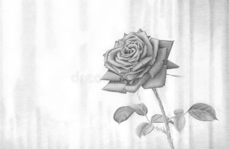 Picture Painting Picture pencil Painting graphic Painting black and white Drawing Flower Rose. Picture pencil. Painting graphic. Black and white illustration vector illustration