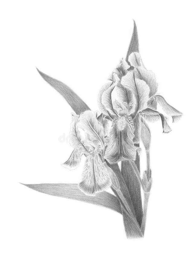 Picture Painting Picture pencil Painting graphic Painting black and white Drawing  Iris flower. Picture pencil. Painting graphic. Black and white illustration stock illustration