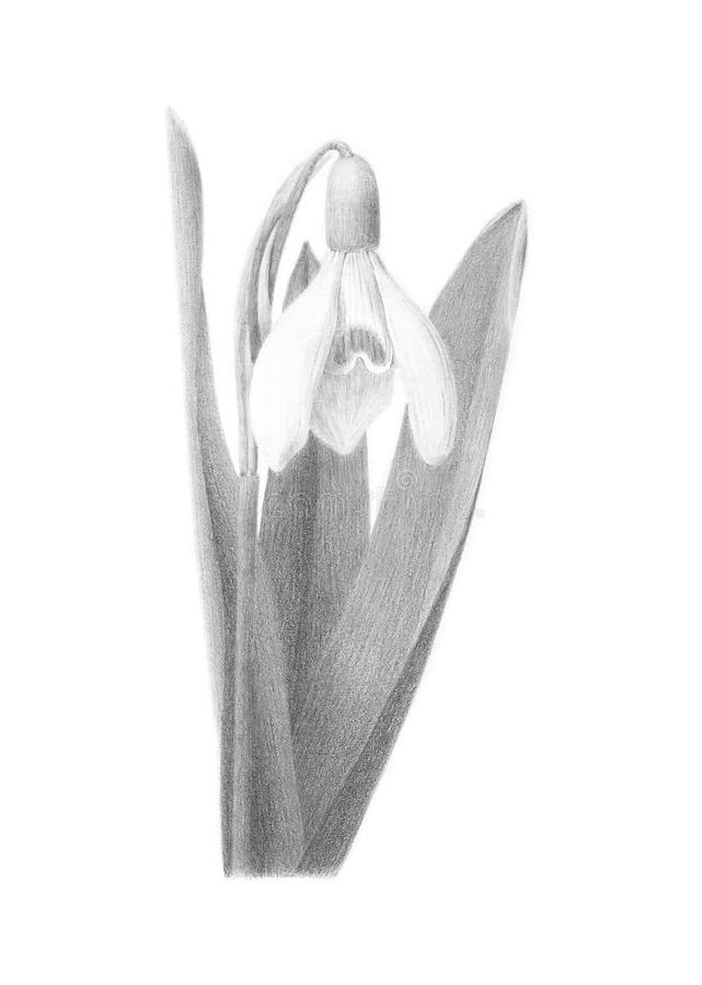 Picture Painting Picture pencil Painting graphic Painting black and white Drawing Snowdrop flower. Picture pencil Painting graphic Black and white illustration vector illustration