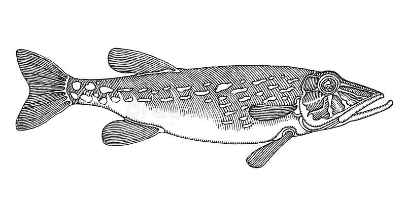 Pike vectored original hand drawing royalty free illustration