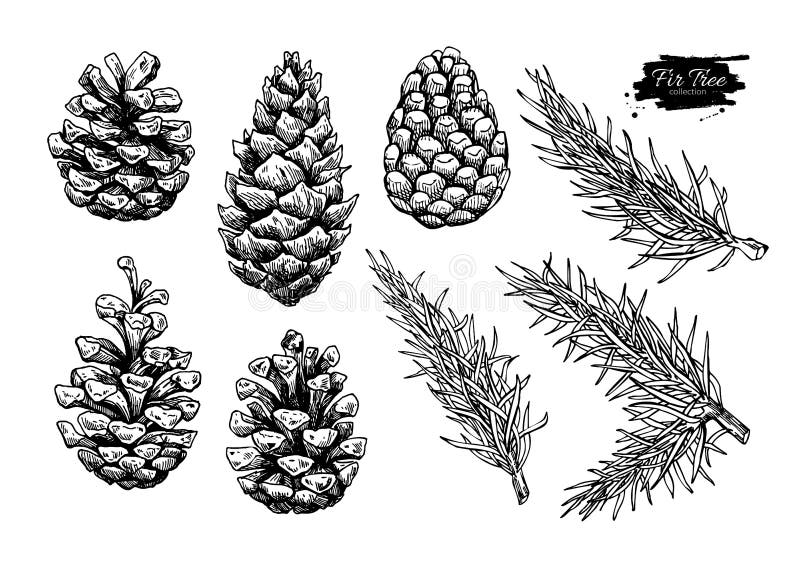 Pine cone and fir tree set. Botanical hand drawn vector. Illustration. Isolated xmas pinecones. Engraved collection. Great for greeting cards, backgrounds stock illustration