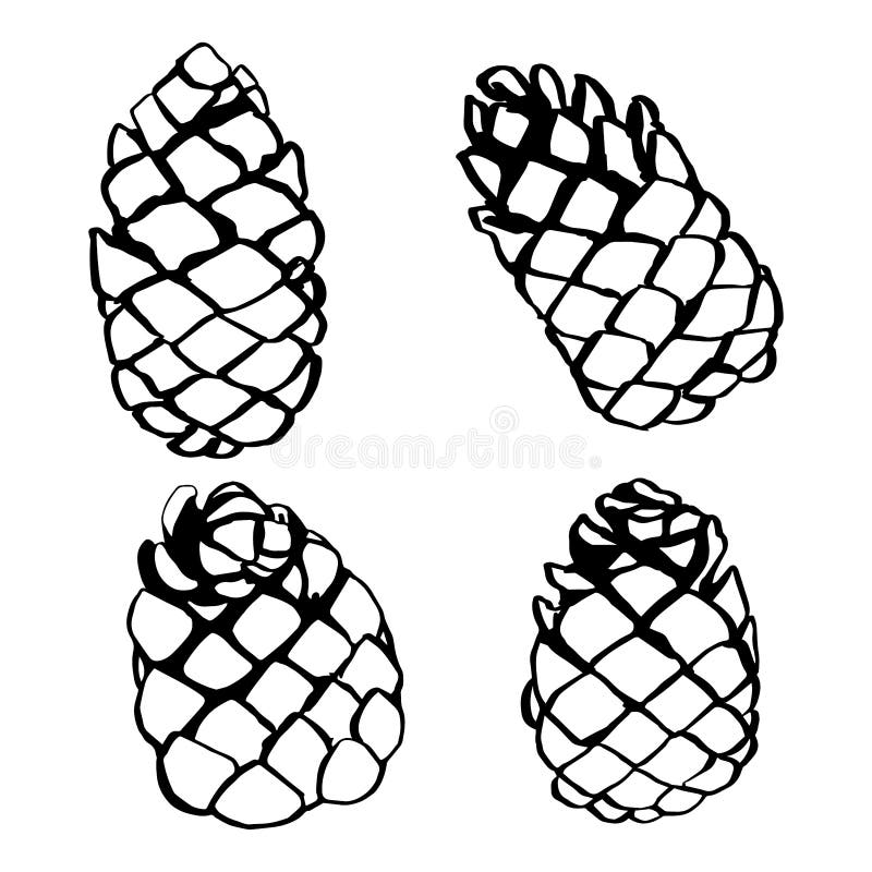 Pine cone set hand drawn vector illustration. Pine cone set isolated on white background for Christmas pinecones. hand drawn vector illustration vector illustration