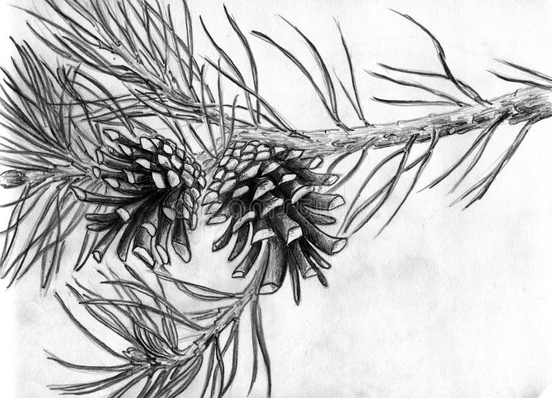 Pine cones on tree branch. Two pine cones on tree branch. Pencil drawing, sketch stock illustration