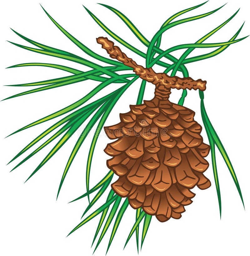 Pine tree cone. Green branch of pine tree with cone vector illustration