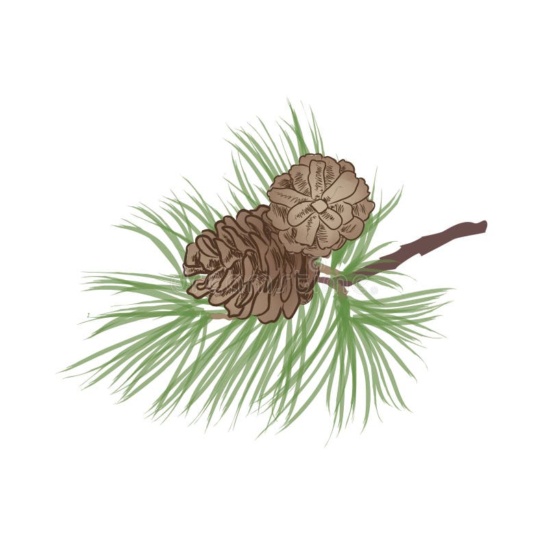 Pinecone branch isolated. Pine tree close up illustration. Pinecone branch set. Pinecone branch isolated. Pine tree close up illustration royalty free illustration