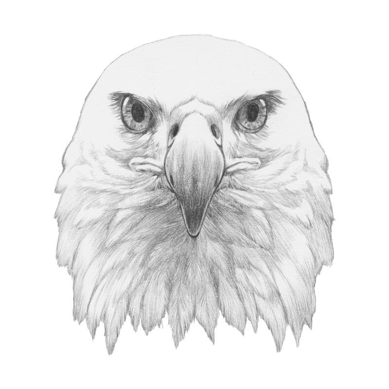 Portrait of Eagle. vector illustration