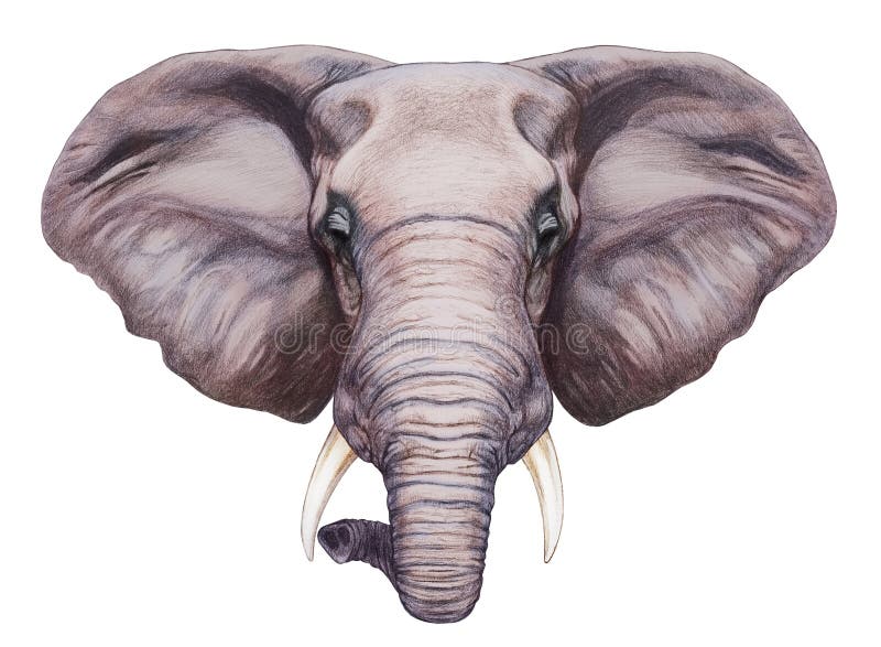 Portrait of Elephant. vector illustration