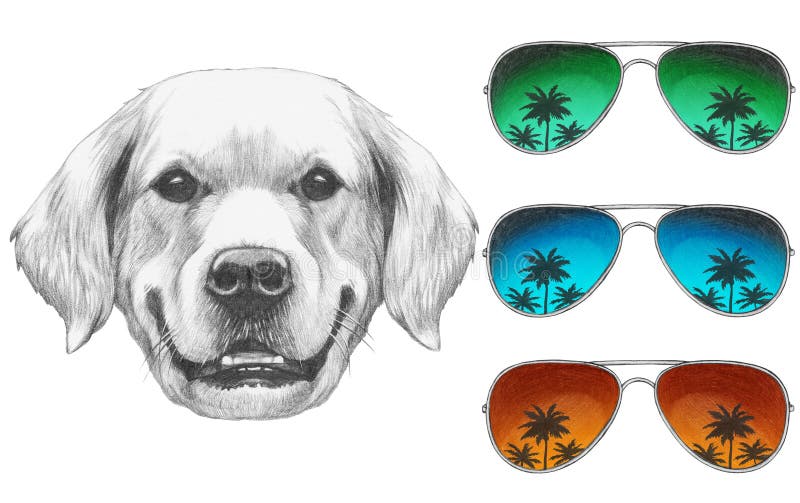 Portrait of Golden Retriever with mirror sunglasses. royalty free illustration