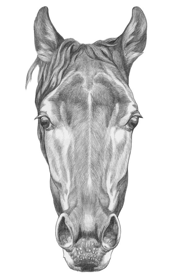 Portrait of Horse. vector illustration