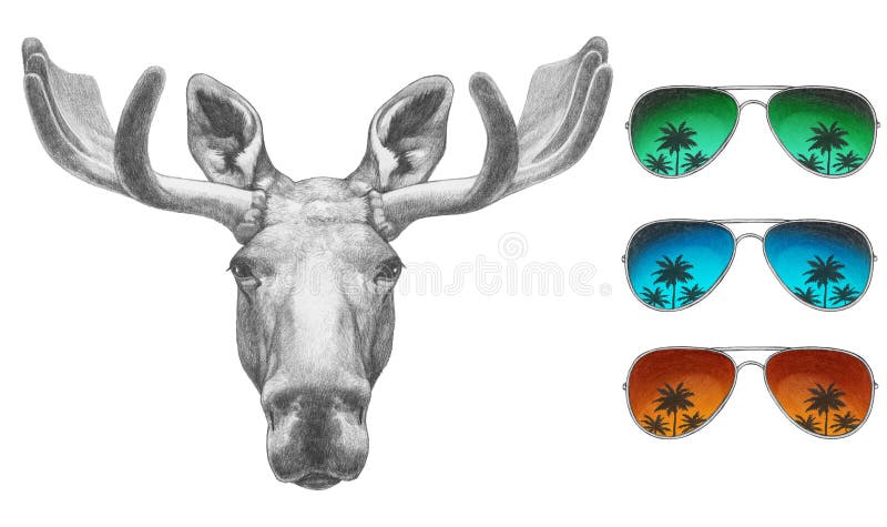 Portrait of Moose with sunglasses. vector illustration