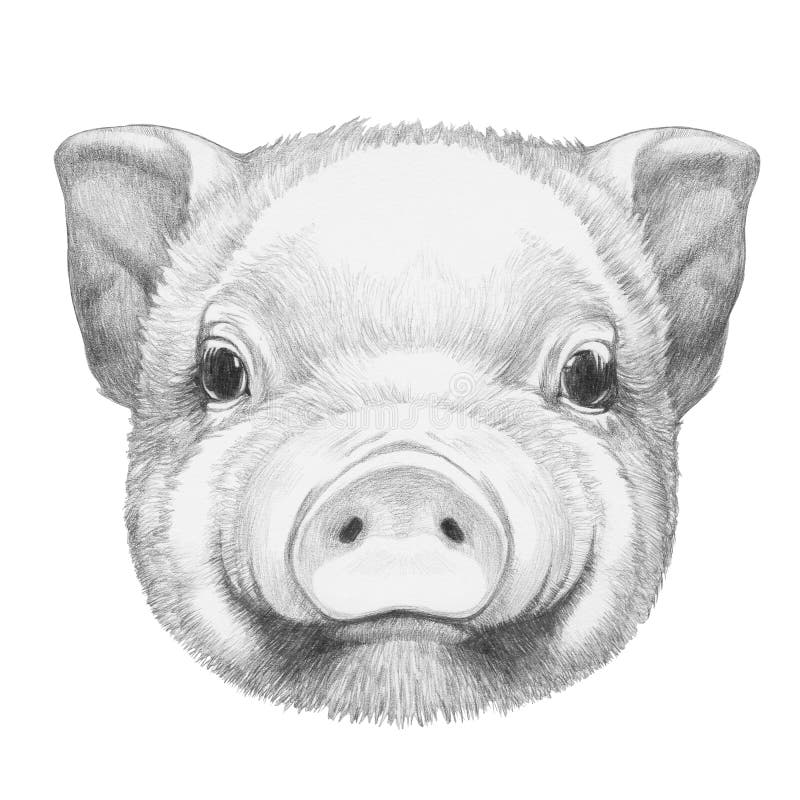 Portrait of Piggy. royalty free illustration