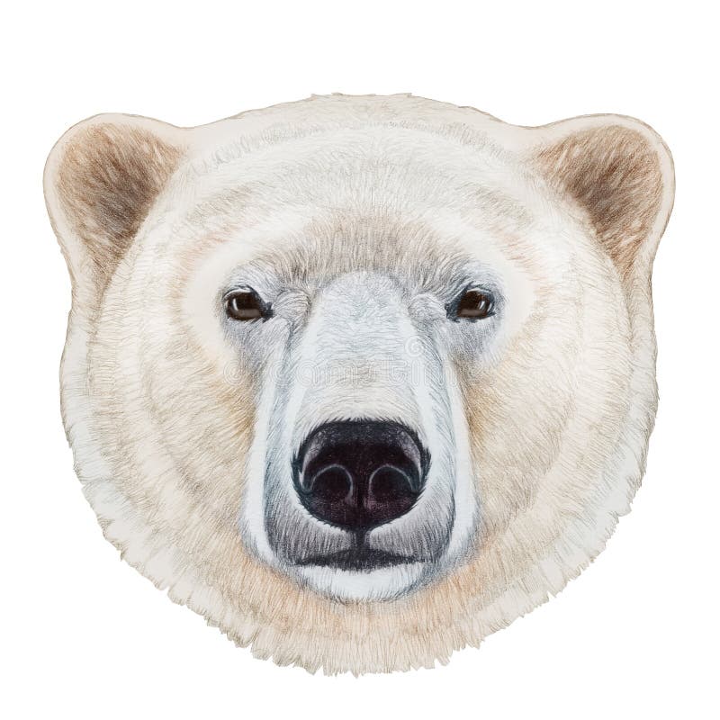 Portrait of Polar Bear. stock illustration