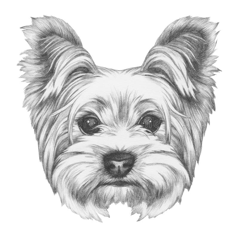 Portrait of Yorkshire Terrier Dog. royalty free illustration