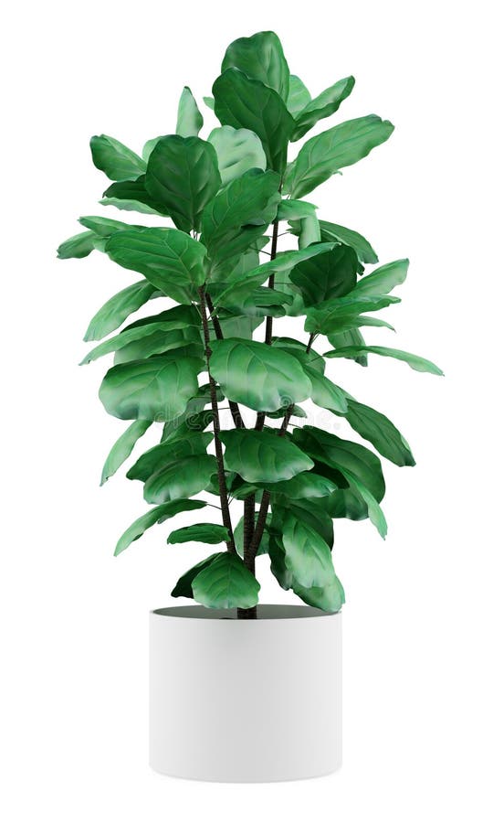 Potted ficus plant isolated on white stock illustration