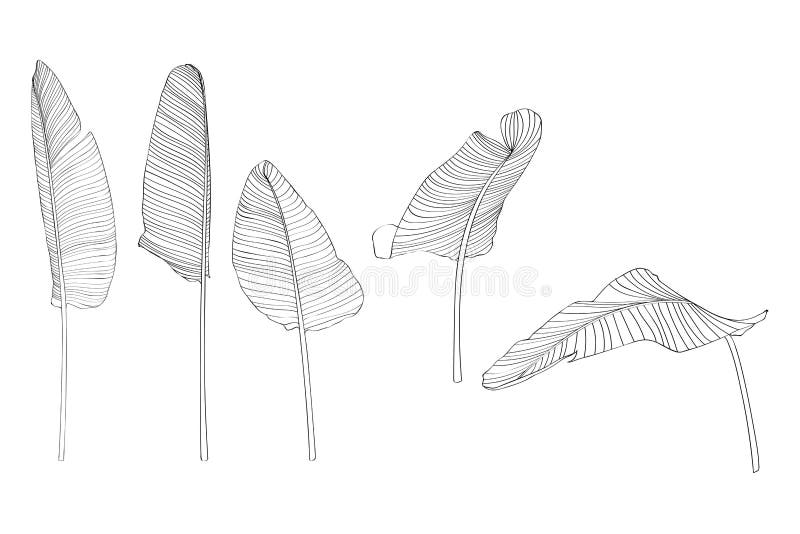 Banana leaves illustration. Set of line hand drown leaves. Leaf skeleton vector illustration