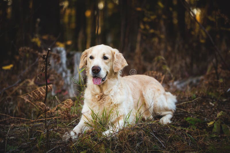 Profile Portrait of cute and happy dog breed golden retriever lying in the autumn forest stock photo