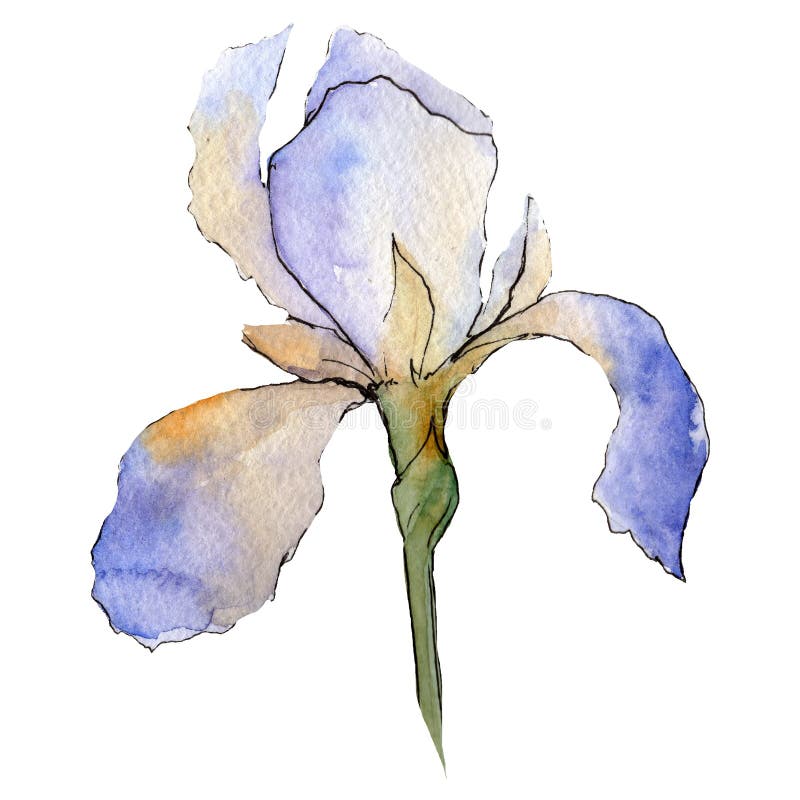 Purple iris. Floral botanical flower. Watercolour drawing aquarelle isolated. Isolated iris illustration element. Purple iris. Floral botanical flower. Wild royalty free illustration