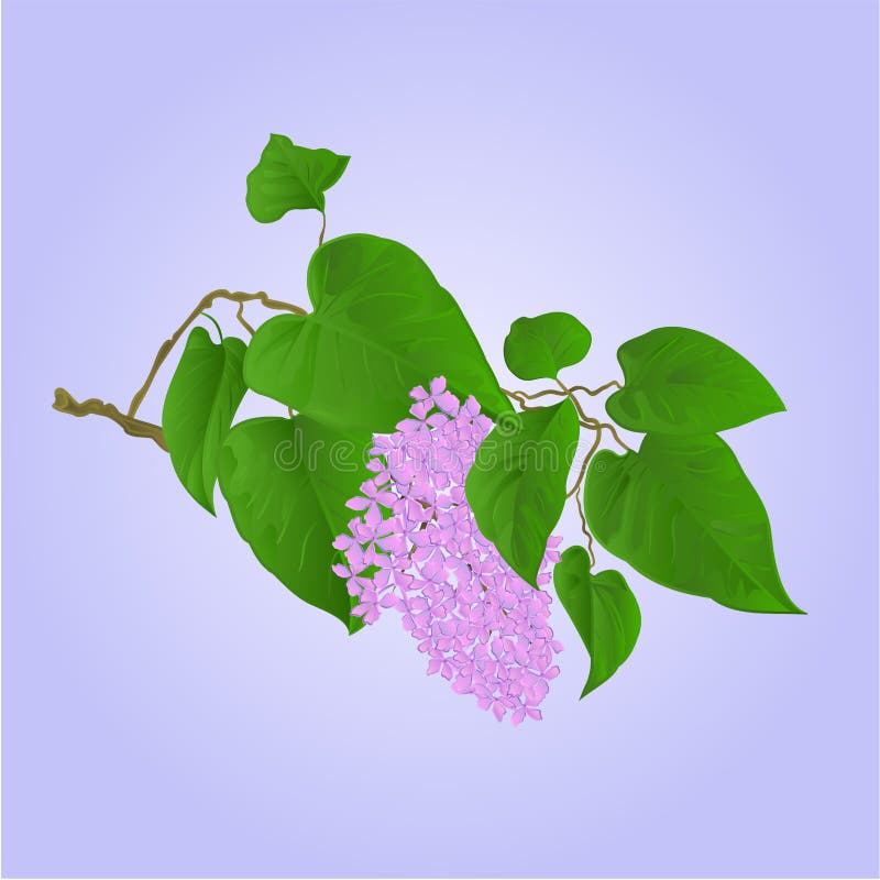 Purple Lilac branch with flowers and leaves vector. Purple Lilac branch with flowers and leaves natural background vector illustration vector illustration