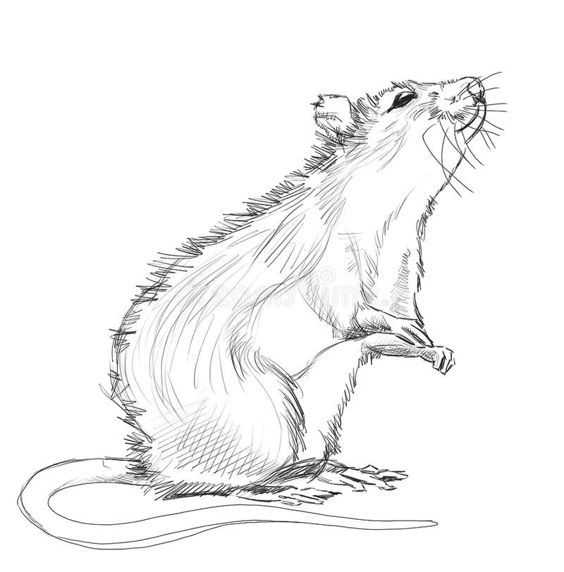 Rat. The drawing rat by pencil stock illustration