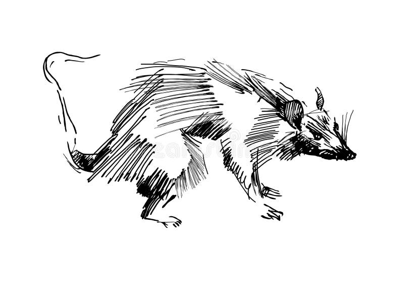 Rat. Hand drawing black and white sketch vector illustration