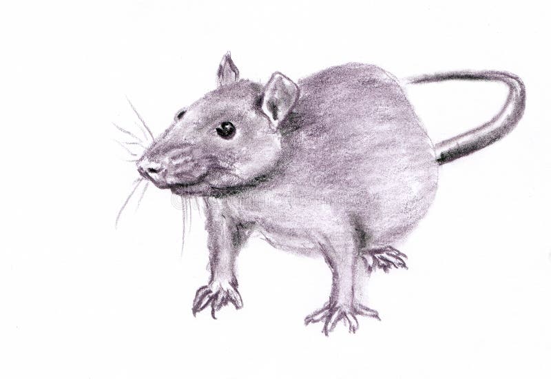 Rat closeup portrait is symbol of 2020 year - drawn pastel pencil graphic artistic illustration on paper. Rat closeup portrait is symbol of 2020 year - hand made royalty free illustration