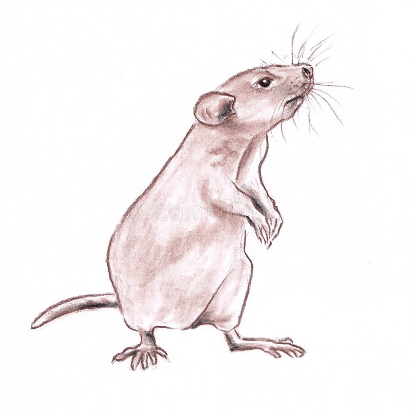 Rat closeup portrait is symbol of 2020 year - drawn pastel pencil graphic artistic illustration on paper. Rat closeup portrait is symbol of 2020 year - hand made vector illustration