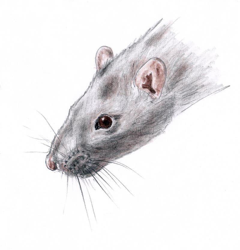 Rat head closeup portrait is symbol of 2020 year - drawn pastel pencil graphic artistic illustration on paper. Rat head closeup portrait is symbol of 2020 year vector illustration