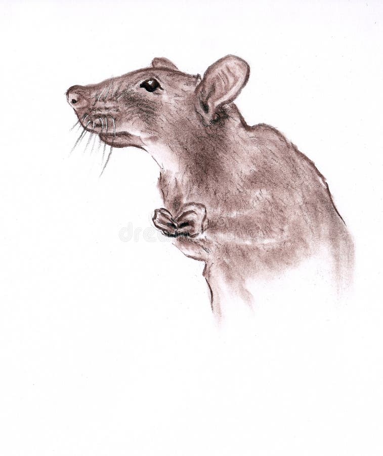 Rat head closeup portrait is symbol of 2020 year - drawn pastel pencil graphic artistic illustration on paper. Rat head closeup portrait is symbol of 2020 year vector illustration