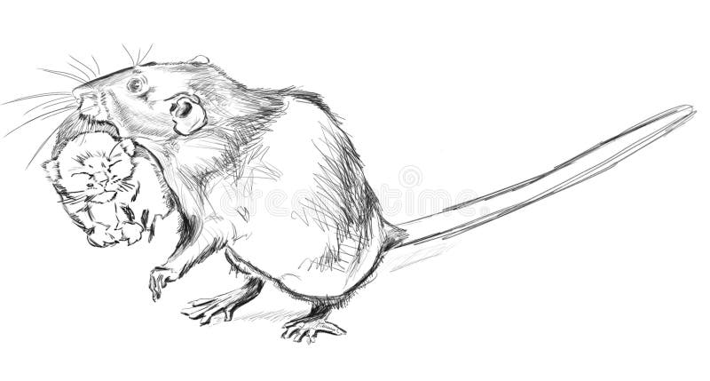 Rat and kitten. The drawing rat and kitten by pencil royalty free illustration