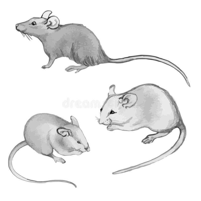 Rats, mice - pencil drawing by hand (set). Picture of mice (rats) by hand in pencil. On white background vector. Three silhouette stock illustration