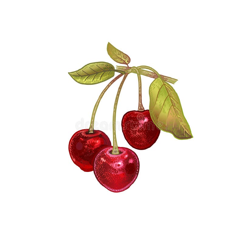 Realistic drawing of cherry. Cherry. Realistic hand drawing made with colored pencils. Vector illustration. Red fruit, green leaf, branch isolated on white vector illustration