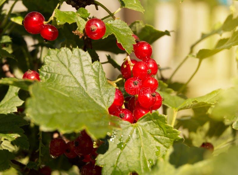 Ripe juicy red currant berries are illuminated by the rays of the summer sun, hanging on a branch among the green foliage, a copy. Of the space stock photo