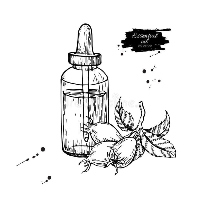 Rosehip essential oil bottle with berry hand drawn vector illust royalty free illustration Rosehip essential oil bottle with berry hand drawn vector illust royalty free illustration