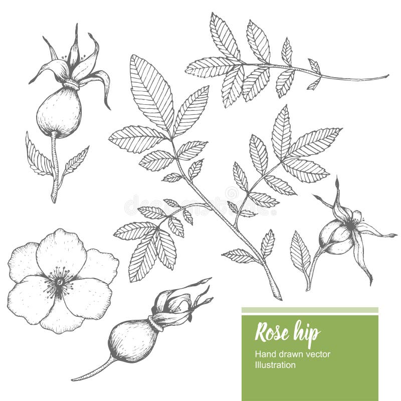 Rosehip flower, bud, branch, leaf sketch vector nature summer organic hand drawn illustration set royalty free illustration Rosehip flower, bud, branch, leaf sketch vector nature summer organic hand drawn illustration set royalty free illustration