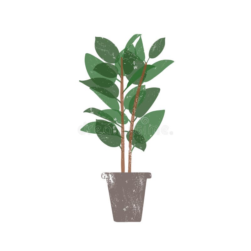 Rubber plant in ceramic pot flat vector illustration. Ficus, trendy potted evergreen houseplant isolated on white royalty free illustration