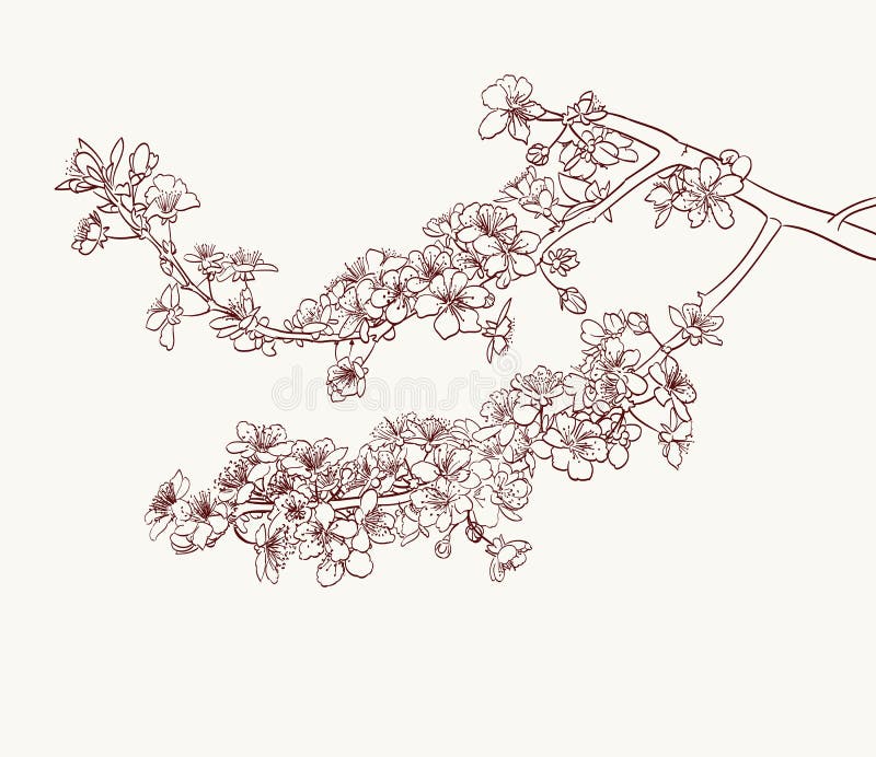 Sakura flowers drawing. Sakura flowers hand drawing on background stock illustration