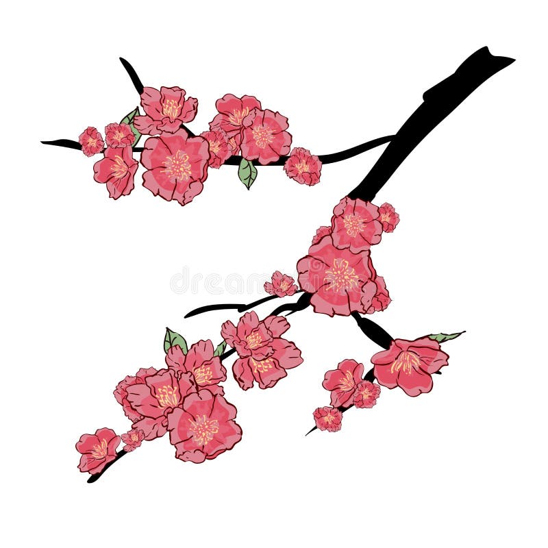 Sakura japan cherry branch with blooming flowers vector illustration. Hand drawing, isolated on white background.  vector illustration