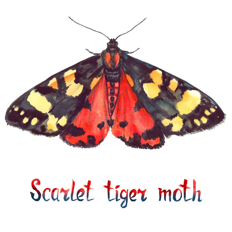 Scarlet tiger moth, hand painted watercolor illustration with inscription. Scarlet tiger moth, hand painted watercolor illustration with handwritten inscription stock illustration Scarlet tiger moth, hand painted watercolor illustration with inscription. Scarlet tiger moth, hand painted watercolor illustration with handwritten inscription stock illustration