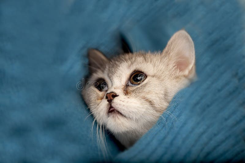 Scottish Fold cat royalty free stock photography