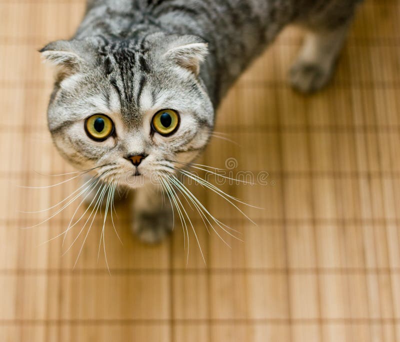Scottish Fold cat looking up pleasing for food royalty free stock photography