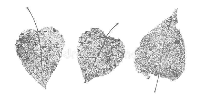 Set of black gray skeletons leaves on white background. Fallen foliage for autumn designs. Natural leaf aspen and birch. Vector illustration royalty free illustration Set of black gray skeletons leaves on white background. Fallen foliage for autumn designs. Natural leaf aspen and birch. Vector illustration royalty free illustration